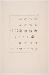 Collezione di conchiglie di Christian VIII, tavola I