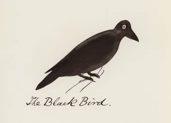Il Libro degli Uccelli: L