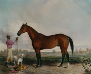 Enquirer, cavallo baio