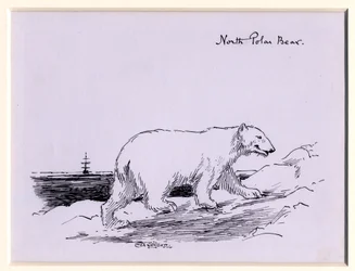 Orso polare, c.1905