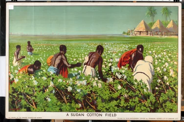 Un campo di cotone in Sudan, dalla serie 