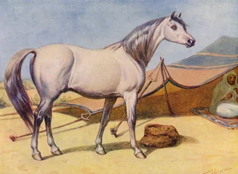 Cavallo arabo