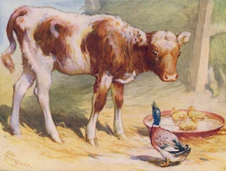 Vitello e anatre