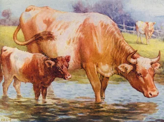 Mucche e vitello