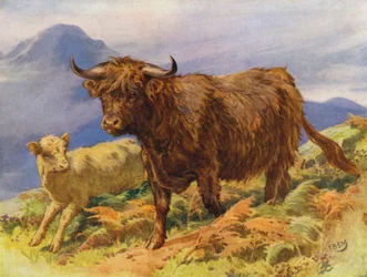 Mucca delle Highlands e vitello