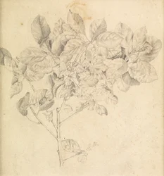 Studio per frutteto di mele