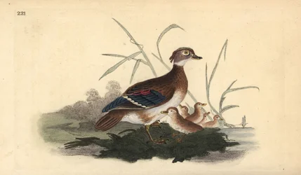 Anatra del legno americana (femmina e giovane). Incisione a mano colorata a rame disegnata e incisa da Edward Donovan dal suo Natural History of British Birds, Londra