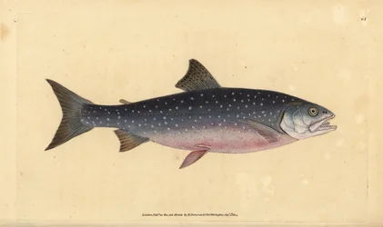 Salmerino artico, Salvelinus alpinus alpinus
