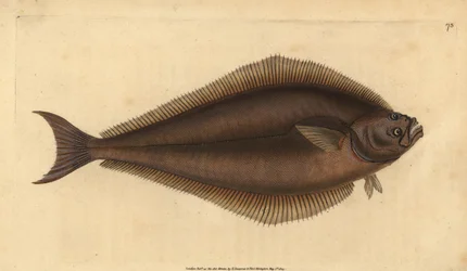 Halibut atlantico, Hippoglossus hippoglossus. In pericolo. Incisione a mano colorata disegnata e incisa da Edward Donovan dal suo Natural History of British Fishes, Donovan e F.C. e J. Rivington, Londra