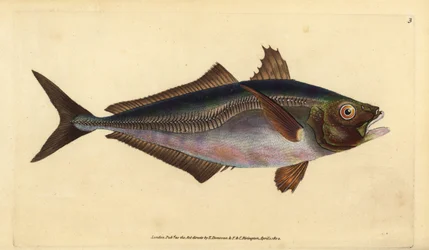 Trachurus trachurus (Scomber trachurus). Incisione a mano colorata disegnata e incisa da Edward Donovan dal suo Natural History of British Fishes, Donovan e F.C. e J. Rivington, Londra
