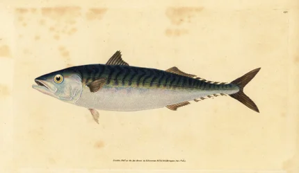 Sgombro atlantico, Scomber scombrus