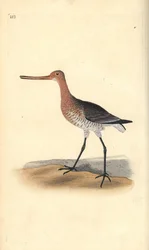 Pivieressa (femmina)