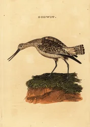 Pivieressa, Limosa lapponica
