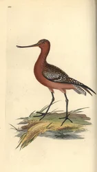Pivieressa, Limosa lapponica