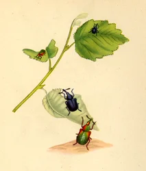 Punteruoli della betulla: Curculio betulae