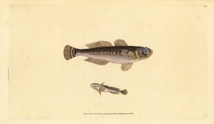 Ghiozzo nero, Gobius niger. Rame acquerellato a mano, disegnato e inciso da Edward Donovan, dalla sua Natural History of British Fishes, Donovan e F.C. e J. Rivington, Londra
