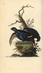 Gallo forcello, Tetrao tetrix. Incisione su rame colorata a mano, disegnata e incisa da Edward Donovan dalla sua „Natural History of British Birds“, Londra