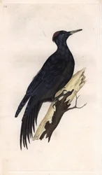 Dryocopus martius (Picus martius). Incisione su rame di Edward Donovan (1768-1837), pubblicata in Histoire naturelle des oiseaux britanniques, Londra