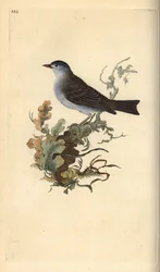 Capinera, Sylvia atricapilla