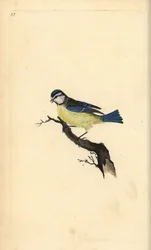 Cinciarella, Cyanistes caeruleus. Incisione colorata a mano tratta da Edward Donovan dal suo Natural History of British Birds, Londra