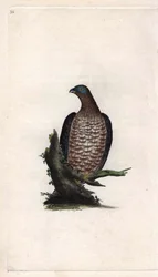 Bondree apivora. Pernis apivorus