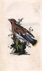 Beccofrusone boreale, Bombycilla garrulus