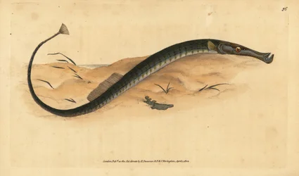 Pesce ago a muso largo o corto. Syngnathus typhle. Incisione a mano colorata disegnata e incisa da Edward Donovan dalla sua Storia Naturale dei Pesci Britannici, Donovan e F.C. e J. Rivington, Londra