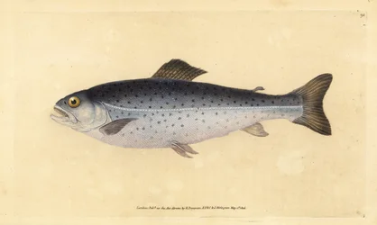 Trota fario, Salmo trutta (Sewen, Salmo cambricus). Incisione a mano colorata disegnata e incisa da Edward Donovan dalla sua Storia Naturale dei Pesci Britannici, Donovan e F.C. e J. Rivington, Londra
