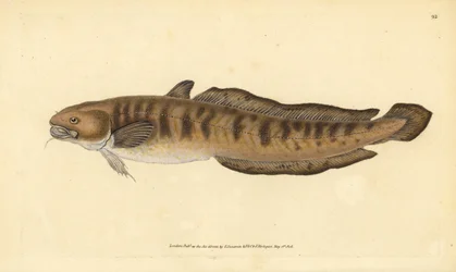 Bottatrice, Lota lota (Gadus lota). Incisione a mano colorata disegnata e incisa da Edward Donovan dalla sua Storia Naturale dei Pesci Britannici, Donovan e F.C. e J. Rivington, Londra