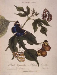Farfalle: Papilio Erymanthis; Papilio Orythia; Papilio Polyxena; Papilio Leucothoe, pub. dall