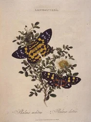 Farfalle: Phalaena Militaris, Phalaena Lectrix, pub. dall