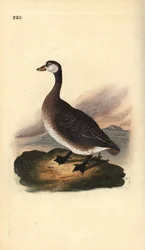 Oca canadese, Branta canadensis