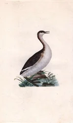 Tuffetto, Tachybaptus ruficollis