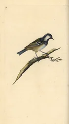 Cincia mora, Periparus ater. Incisione colorata a mano tratta da Edward Donovan dal suo Natural History of British Birds, Londra
