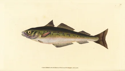 Merluzzo carbonaro o saithe, Pollachius virens (Gadus carbonarius). Incisione colorata a mano tratta da Edward Donovan dal suo Natural History of British Fishes, Donovan e F.C. e J. Rivington, Londra