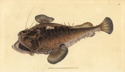 Rana pescatrice, Lophius piscatorius