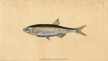 Alborella, Alburnus alburnus (Cyprinus alburnus). Rame inciso e colorato a mano disegnato e inciso da Edward Donovan dalla sua Storia Naturale dei Pesci Britannici, Donovan e F.C. e J. Rivington, Londra