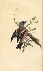 Fringuello comune, Fringilla coelebs. Incisione colorata a mano tratta da Edward Donovan dal suo Natural History of British Birds, Londra