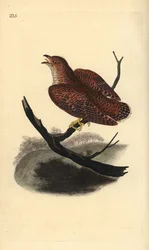 Cuculo comune (giovane), Cuculus canorus
