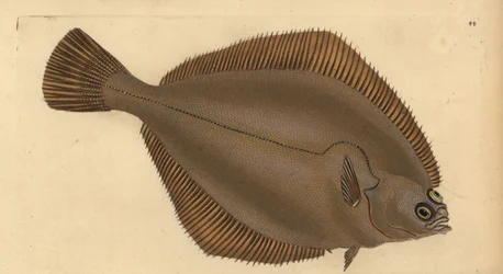 Limanda limanda (Pleuronectes limanda). Incisione a mano colorata disegnata e incisa da Edward Donovan dal suo "Natural History of British Fishes", Donovan e F.C. e J. Rivington, Londra