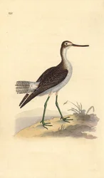 Piro piro maggiore, Tringa nebularia. Incisione colorata a mano tratta da Edward Donovan dal suo Natural History of British Birds, Londra