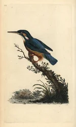 Martin pescatore comune, Alcedo atthis