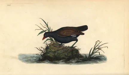 Gallinella d