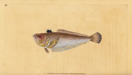 Tracina drago, Trachinus draco