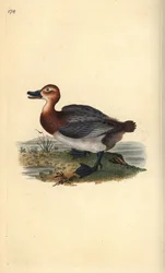 Moriglione, Aythya ferina (femmina)
