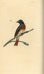 Codirosso comune, Phoenicurus phoenicurus. Rame acquerellato a mano, disegnato e inciso da Edward Donovan, dalla sua Natural History of British Birds, Londra