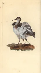 Piro piro piccolo, Actitis hypoleucos