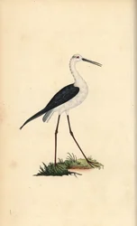 Cavaliere d