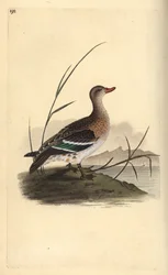 Alzavola (femmina)