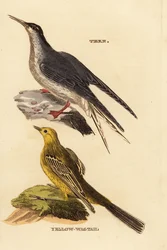 Sterna comune, Sterna hirundo, e ballerina gialla, Motacilla flava